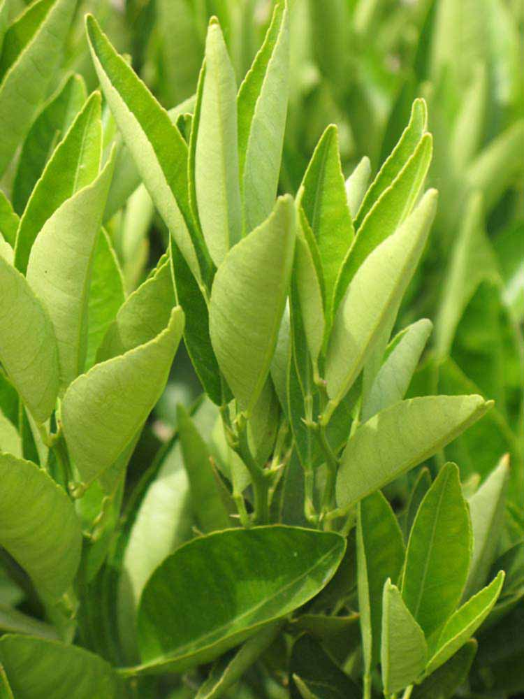              Sun leaves (Riverside, CA)       